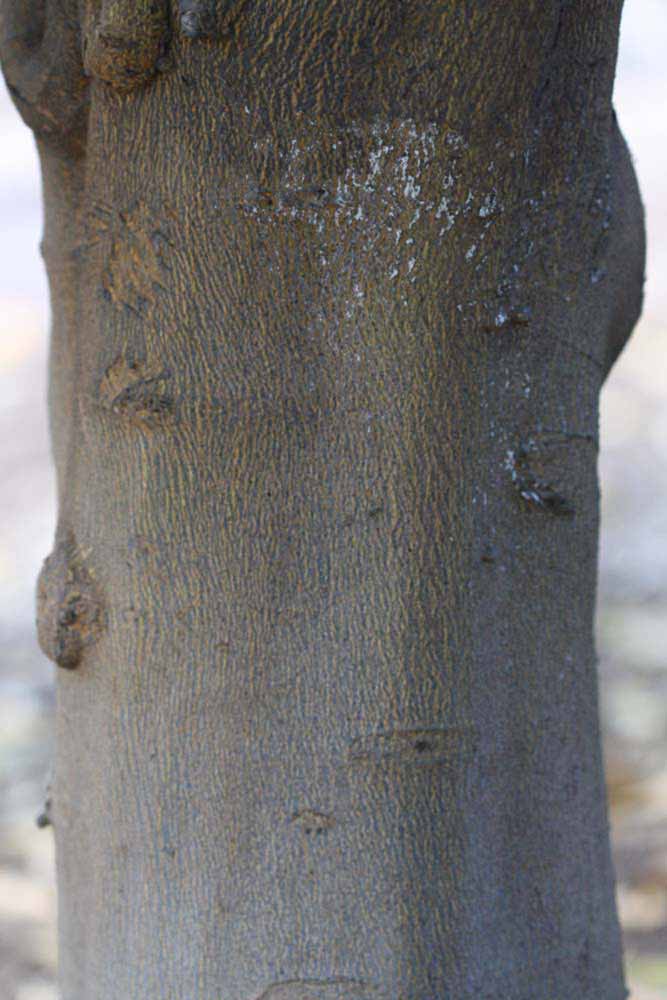              Barl (Riverside, CA)       